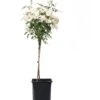 Stamroos (Rosa 'Schneewittchen') 1 Stamroos (Rosa 'Schneewittchen') -PlantenPuur Verkoopwinkel 8717665179713 1