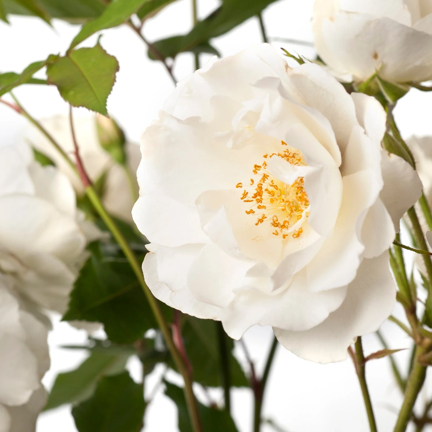 Stamroos (Rosa 'Schneewittchen') 4 Stamroos (Rosa 'Schneewittchen') - Afbeelding 2