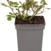 Trosroos (Rosa 'Bonica 82') 2 Trosroos (Rosa 'Bonica 82') -PlantenPuur Verkoopwinkel 8717665179836