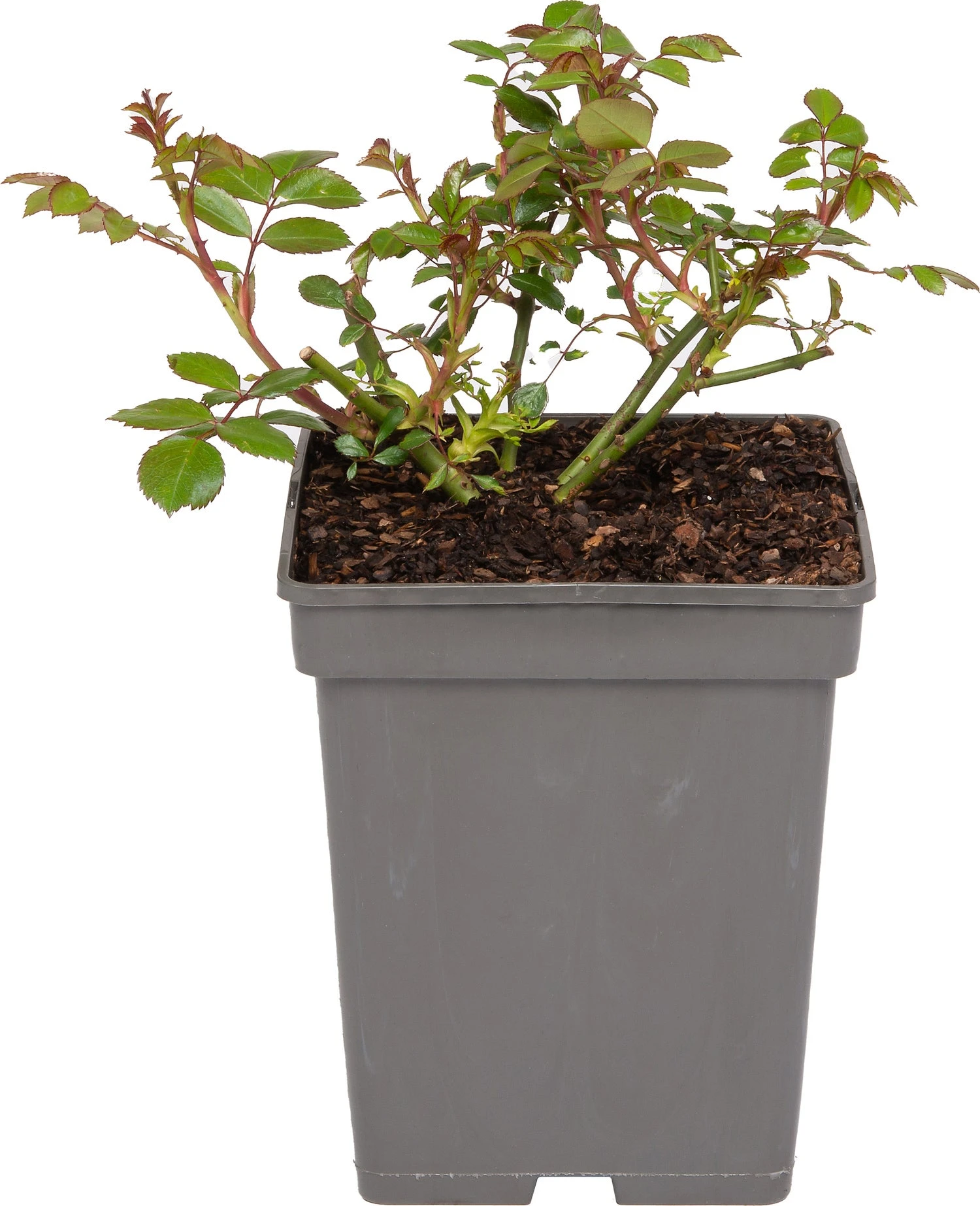 Trosroos (Rosa 'Bonica 82') 3 Trosroos (Rosa 'Bonica 82')