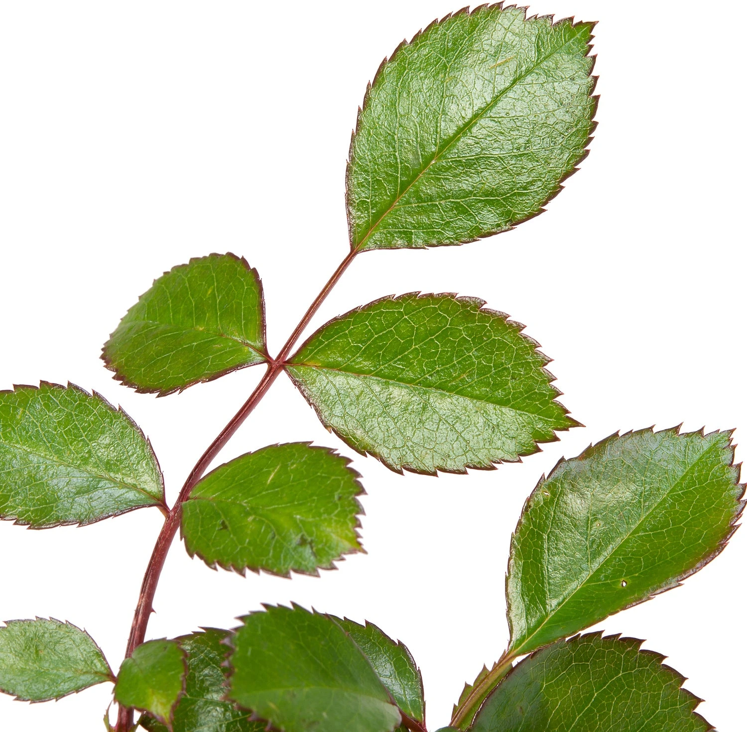 Trosroos (Rosa 'Bonica 82') 4 Trosroos (Rosa 'Bonica 82') - Afbeelding 2