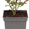 Trosroos (Rosa 'Nina Weibull') -PlantenPuur Verkoopwinkel 8717665179980