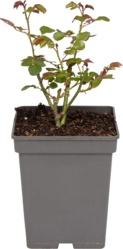 Trosroos (Rosa 'Nina Weibull')