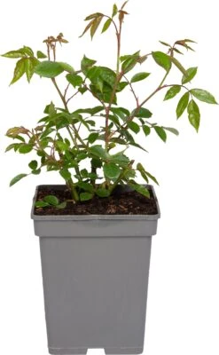 Grootbloemige Trosroos (Rosa 'Schneewittchen')