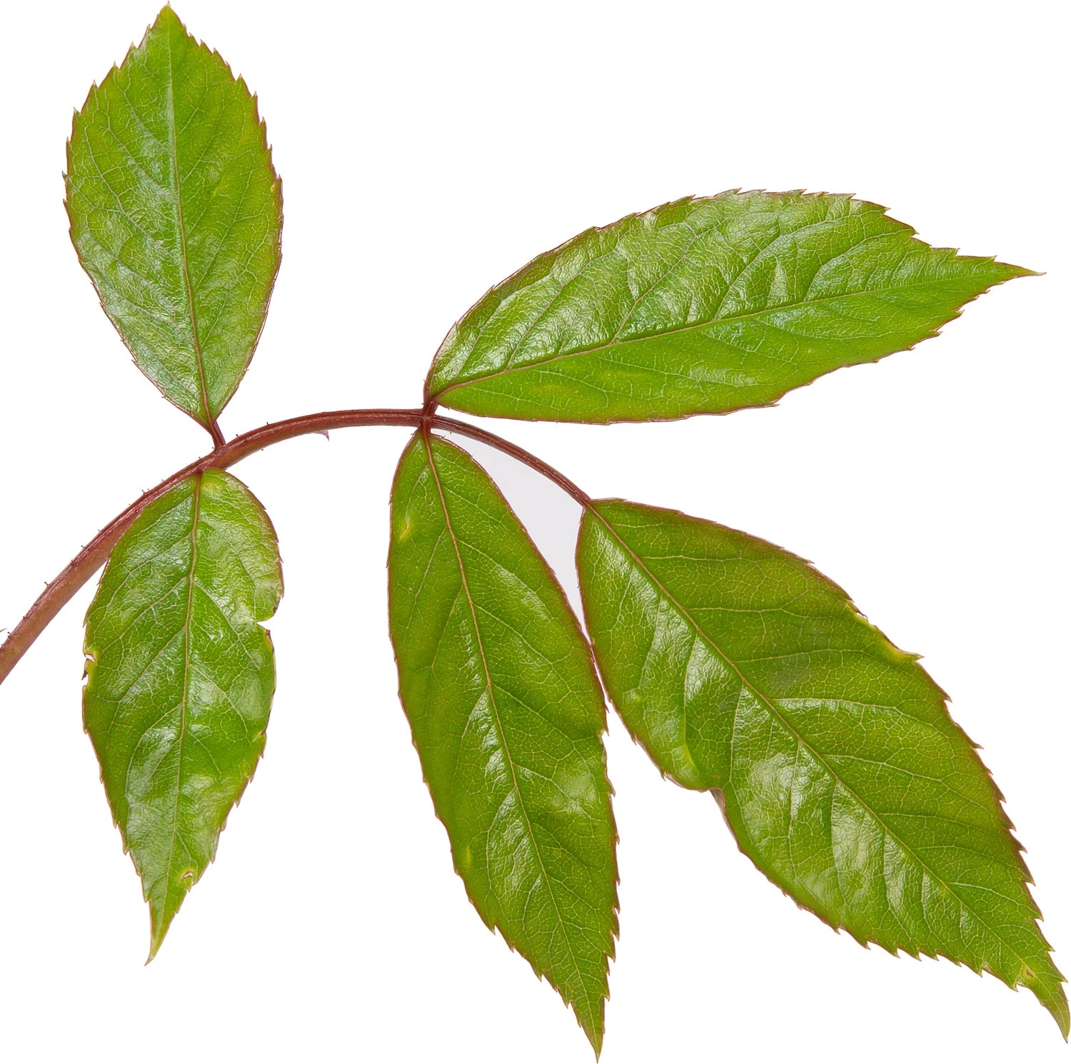 Grootbloemige Trosroos (Rosa 'Schneewittchen') 4 Grootbloemige Trosroos (Rosa 'Schneewittchen') - Afbeelding 2