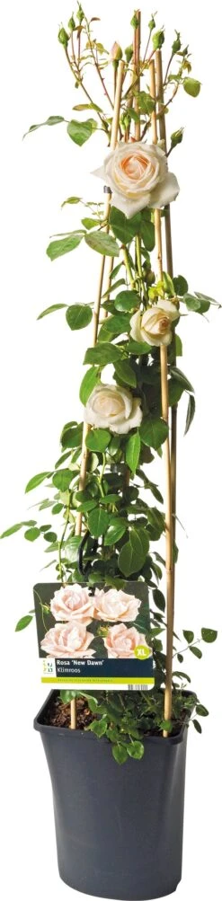 Klimroos (Rosa 'New Dawn') D 23 H 35 Cm