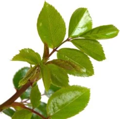 Klimroos (Rosa 'New Dawn') D 23 H 35 Cm -PlantenPuur Verkoopwinkel 8717665180245 2 1