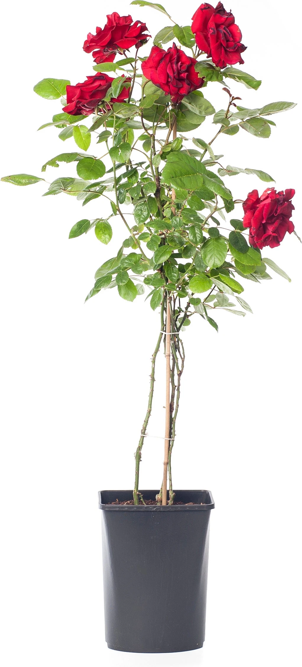 Klimroos (Rosa 'Santana') 3 Klimroos (Rosa 'Santana')