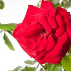 Klimroos (Rosa 'Santana') 5 Klimroos (Rosa 'Santana') -PlantenPuur Verkoopwinkel 8717665180276 2