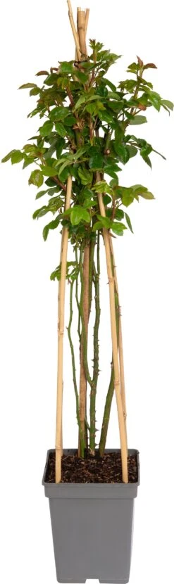 Klimroos (Rosa 'Lichtkönigin Lucia')