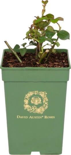 Roos (Rosa 'Gentle Hermione®') D 24 H 40 Cm