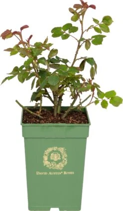 Roos (Rosa 'Princess Alexandra Of Kent®') D 24 H 40 Cm