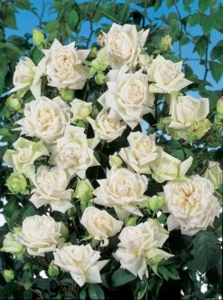 Klimroos (Rosa 'Ilse Krohn')
