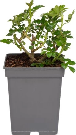 Struikroos (Rosa 'Sirius') D 23 H 25 Cm