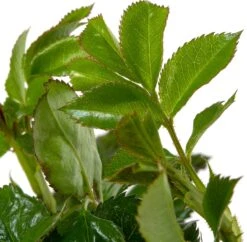 Struikroos (Rosa 'Sirius') D 23 H 25 Cm -PlantenPuur Verkoopwinkel 8717665277389 2 1