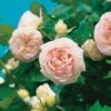 Grootbloemige Roos (Rosa 'Eden Rose') -PlantenPuur Verkoopwinkel 8717665419611