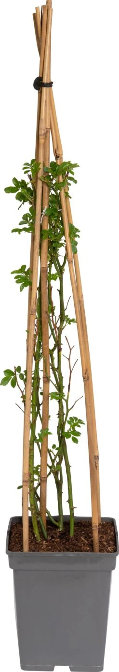 Klimroos (Rosa 'Guirlande D'Amour') -PlantenPuur Verkoopwinkel 8717665419819 1 1