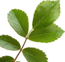 Klimroos (Rosa 'Guirlande D'Amour') -PlantenPuur Verkoopwinkel 8717665419819 2