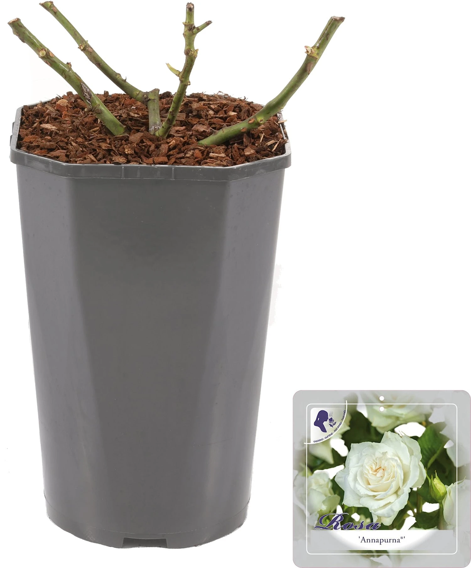 Grootbloemige Roos (Rosa 'Annapurna') D 23 H 25 Cm 3 Grootbloemige Roos (Rosa 'Annapurna') D 23 H 25 Cm