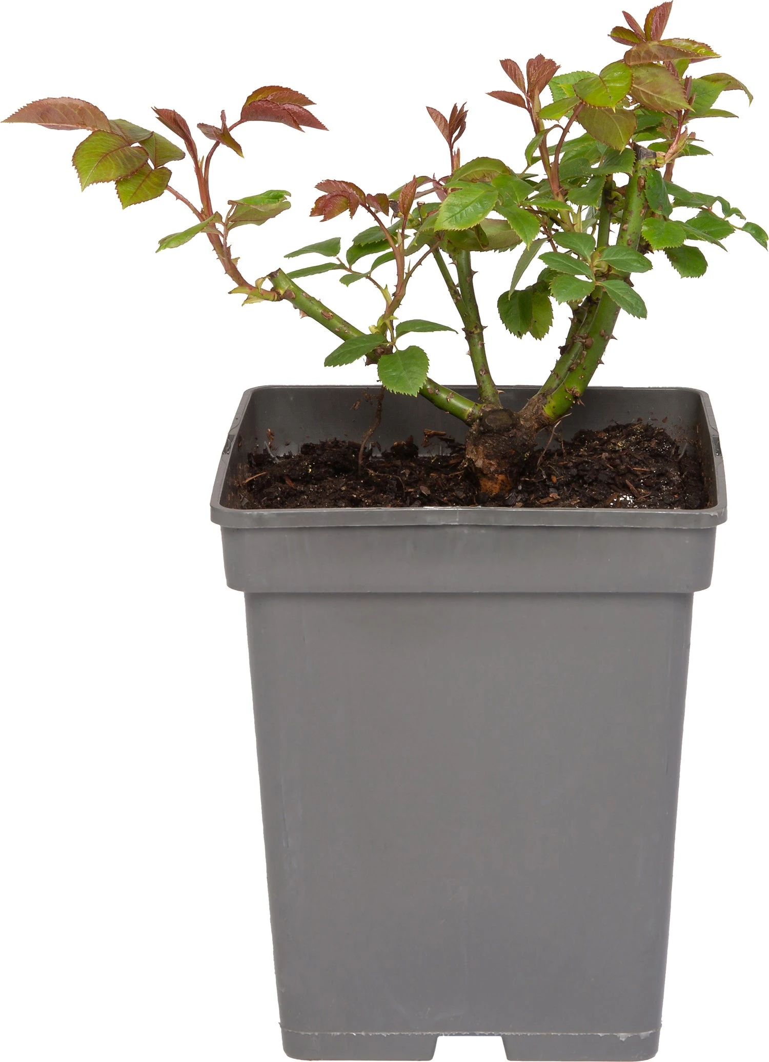 Grootbloemige Roos (Rosa 'Annapurna') D 23 H 25 Cm 4 Grootbloemige Roos (Rosa 'Annapurna') D 23 H 25 Cm - Afbeelding 2