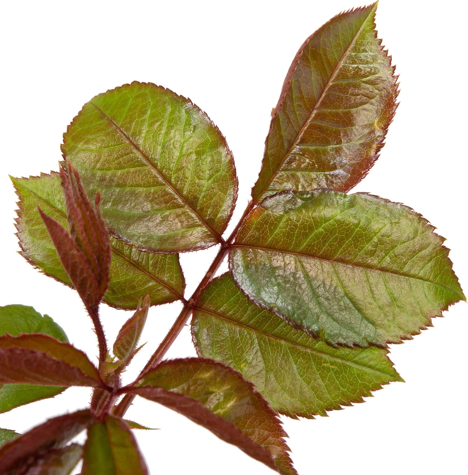 Grootbloemige Roos (Rosa 'Annapurna') D 23 H 25 Cm 5 Grootbloemige Roos (Rosa 'Annapurna') D 23 H 25 Cm - Afbeelding 3