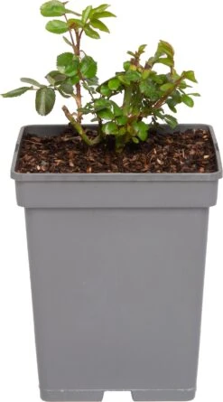 Struikroos (Rosa 'Lampion') D 23 H 25 Cm