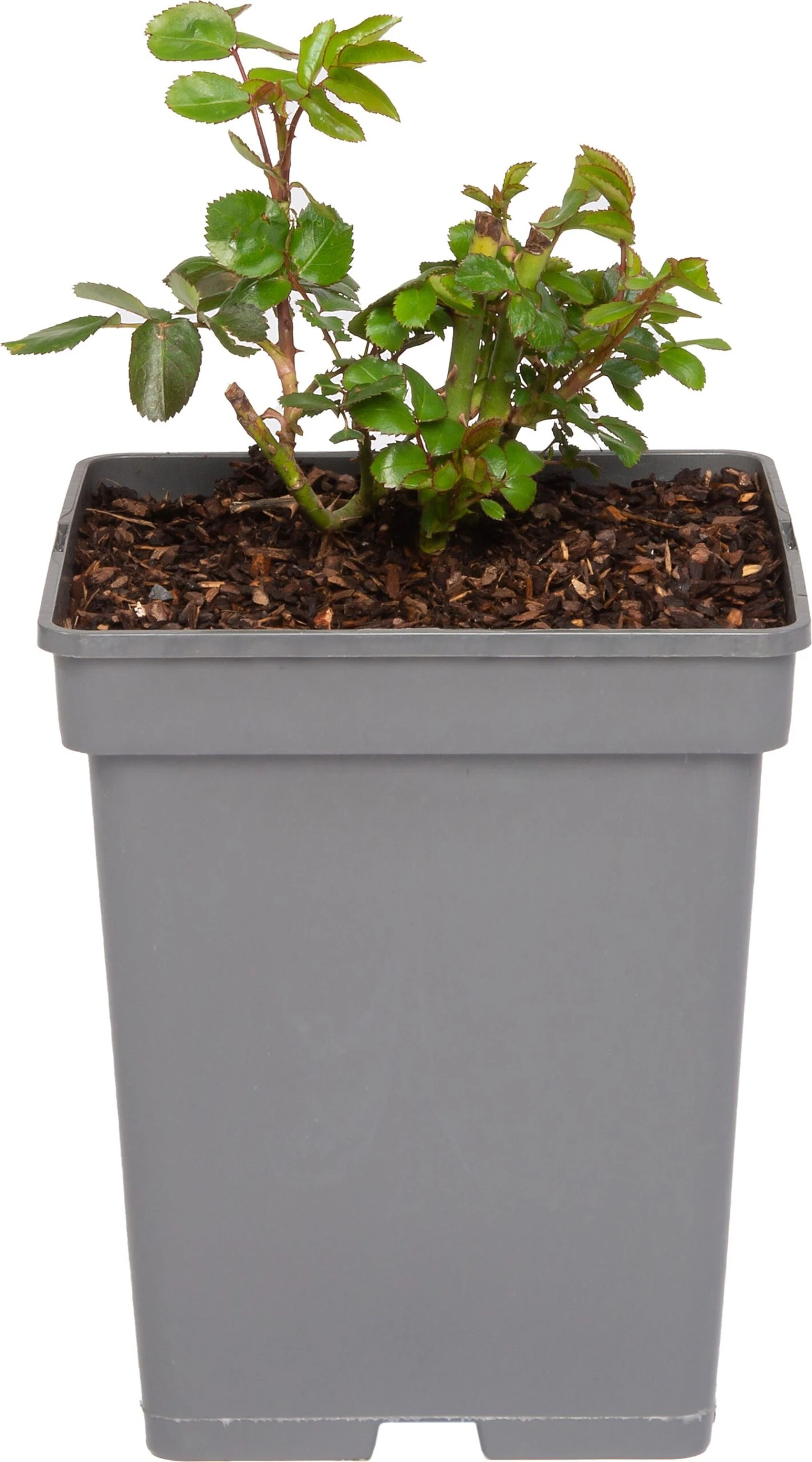 Struikroos (Rosa 'Lampion') D 23 H 25 Cm 3 Struikroos (Rosa 'Lampion') D 23 H 25 Cm