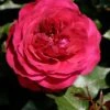 Struikroos (Rosa 'Rose Meilove') 1 Struikroos (Rosa 'Rose Meilove') -PlantenPuur Verkoopwinkel 8717665763479