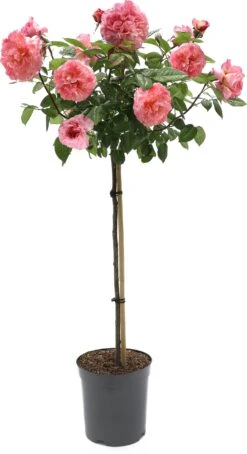 Stamroos (Rosa 'Rose Meilove') D 24 H 105 Cm