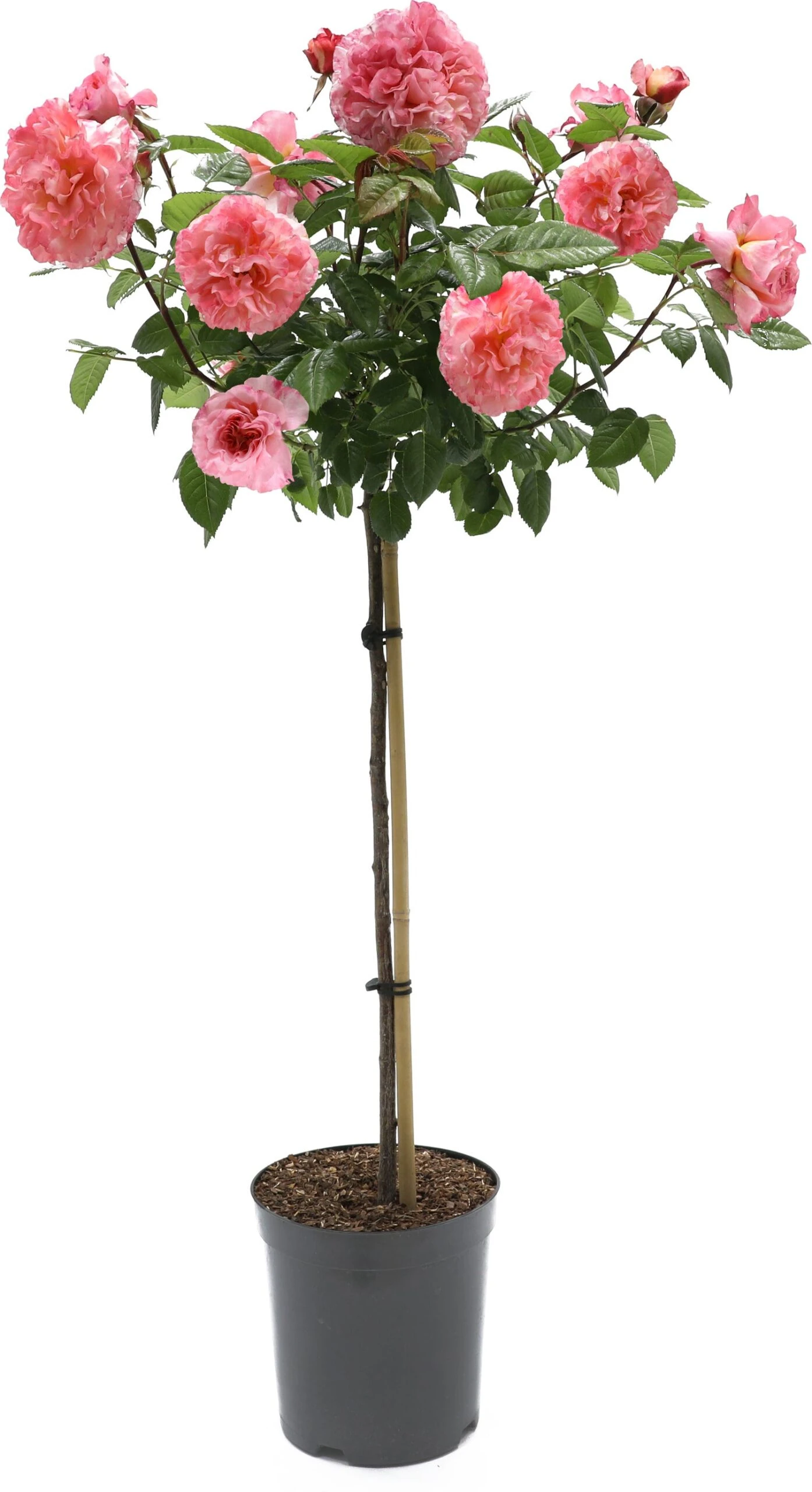 Stamroos (Rosa 'Rose Meilove') D 24 H 105 Cm 3 Stamroos (Rosa 'Rose Meilove') D 24 H 105 Cm