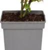 Grootbloemige Trosroos (Rosa Chippendale) -PlantenPuur Verkoopwinkel 8717665887243