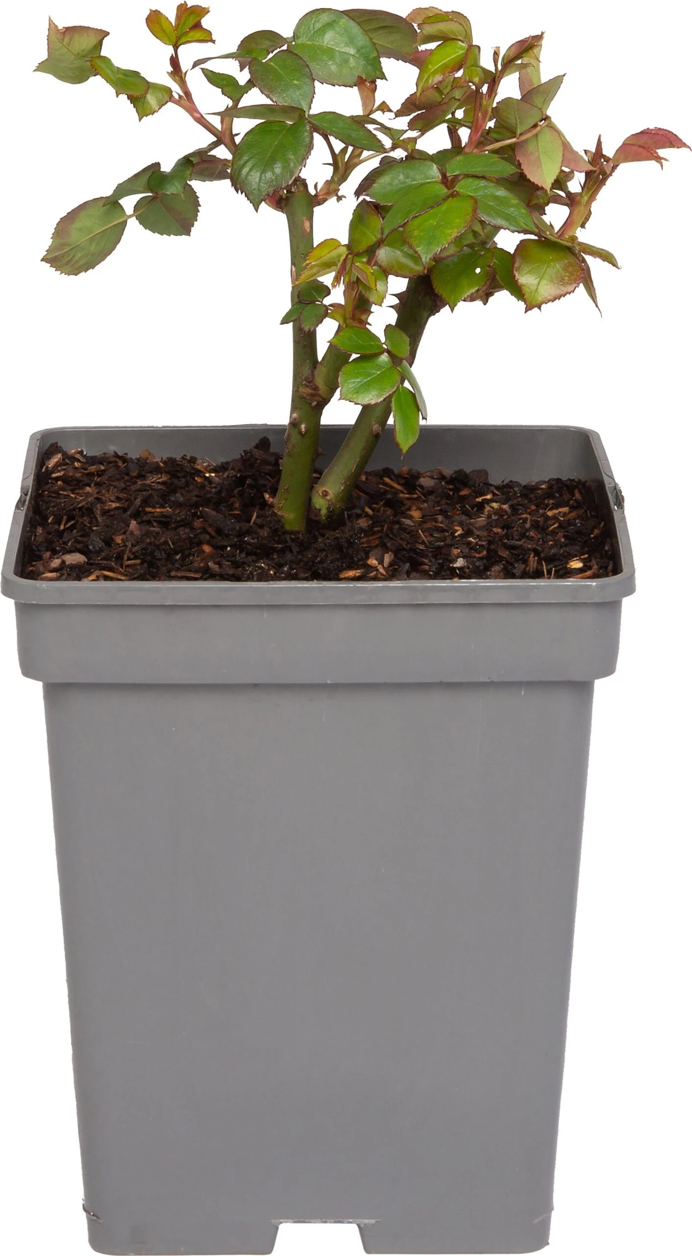 Grootbloemige Trosroos (Rosa Chippendale) 3 Grootbloemige Trosroos (Rosa Chippendale)