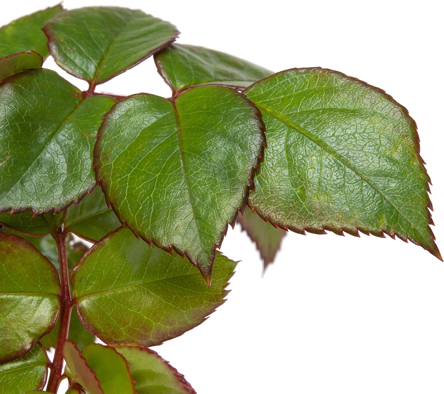 Grootbloemige Trosroos (Rosa Chippendale) 4 Grootbloemige Trosroos (Rosa Chippendale) - Afbeelding 2