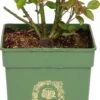 Roos (Rosa 'Darcey Bussell®') D 24 H 40 Cm