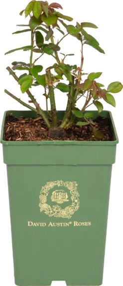 Roos (Rosa 'Darcey Bussell®') D 24 H 40 Cm