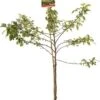 Intratuin Biologische Sierappel (Malus 'Red Sentinel') D 24 H 210 Cm -PlantenPuur Verkoopwinkel 8717755061621