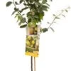 Intratuin Biologische Kweepeer (Cydonia Oblonga 'Kweepeer') D 24 H 160 Cm -PlantenPuur Verkoopwinkel 8717755061843