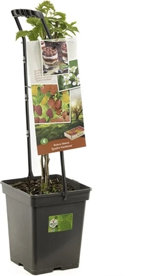 Intratuin Biologische 4 Frambozen (Rubus Idaeus 'Quatro') D 18 H 65 Cm 3 Intratuin Biologische 4 Frambozen (Rubus Idaeus 'Quatro') D 18 H 65 Cm