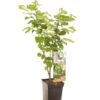 Intratuin Biologische Hazelnoot (Corylus Avellana 'Cosford') D 18 H 105 Cm