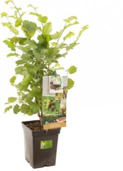 Intratuin Biologische Hazelnoot (Corylus Avellana 'Halle'sche Riesen') D 18 H 105 Cm