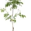 Intratuin Biologische Walnoot (Juglans Regina 'Buccaneer') D 24 H 120 Cm -PlantenPuur Verkoopwinkel 8717755066572