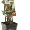 Intratuin Biologische 4 Bessen (Ribes 'Quatro') D 18 H 65 Cm 1 Intratuin Biologische 4 Bessen (Ribes 'Quatro') D 18 H 65 Cm -PlantenPuur Verkoopwinkel 8717755067272