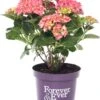 Hortensia (Hydrangea Macrophylla 'Forever & Ever') Rood D 23 H 30 Cm -PlantenPuur Verkoopwinkel 8717953138316 1