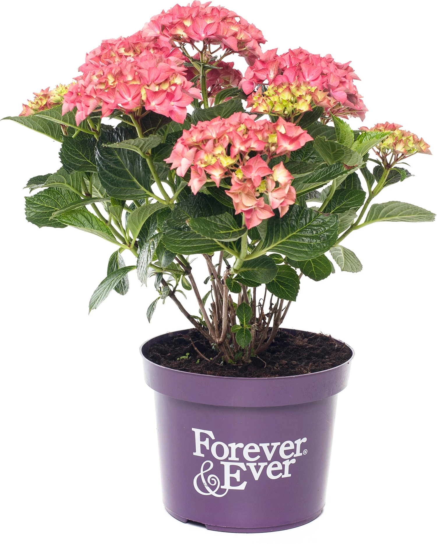 Hortensia (Hydrangea Macrophylla 'Forever & Ever') Rood D 23 H 30 Cm 3 Hortensia (Hydrangea Macrophylla 'Forever & Ever') Rood D 23 H 30 Cm