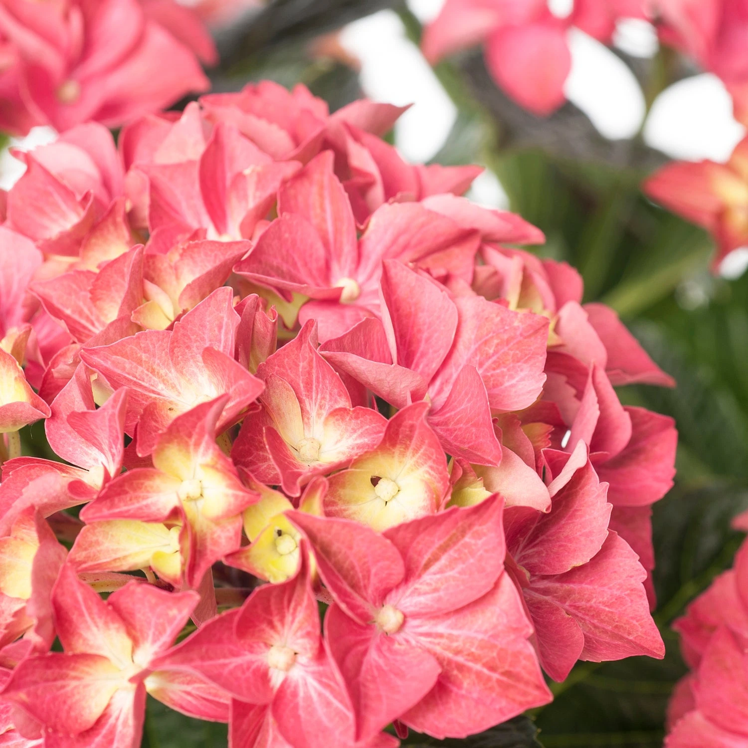 Hortensia (Hydrangea Macrophylla 'Forever & Ever') Rood D 23 H 30 Cm 4 Hortensia (Hydrangea Macrophylla 'Forever & Ever') Rood D 23 H 30 Cm - Afbeelding 2