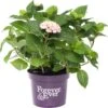 Hortensia (Hydrangea Macrophylla 'Forever & Ever') Roze D 23 H 30 Cm 2 Hortensia (Hydrangea Macrophylla 'Forever & Ever') Roze D 23 H 30 Cm -PlantenPuur Verkoopwinkel 8717953138323 1