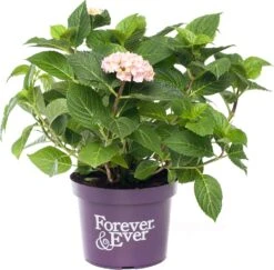 Hortensia (Hydrangea Macrophylla 'Forever & Ever') Roze D 23 H 30 Cm