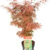 Japanse Esdoorn (Acer Palmatum 'Jerre Schwartz') D 19 H 40 Cm 2 Japanse Esdoorn (Acer Palmatum 'Jerre Schwartz') D 19 H 40 Cm -PlantenPuur Verkoopwinkel 8718182410532 1