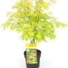 Japanse Esdoorn (Acer Palmatum 'Orange Dream') D 19 H 40 Cm -PlantenPuur Verkoopwinkel 8718182410594