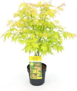 Japanse Esdoorn (Acer Palmatum 'Orange Dream') D 19 H 40 Cm